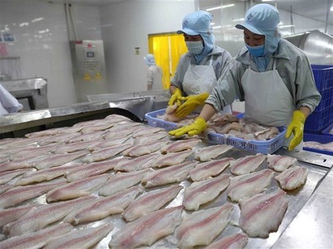 Pangasius exports to EU expected to gain strong growth this year